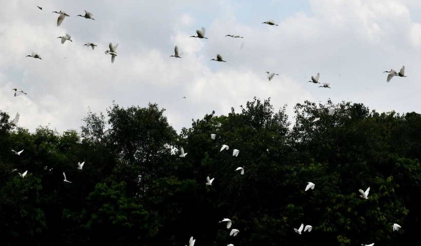Migratory birds in Old Delhi