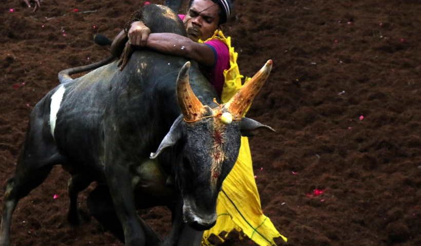 Tamil Nadu's traditional bull taming festival