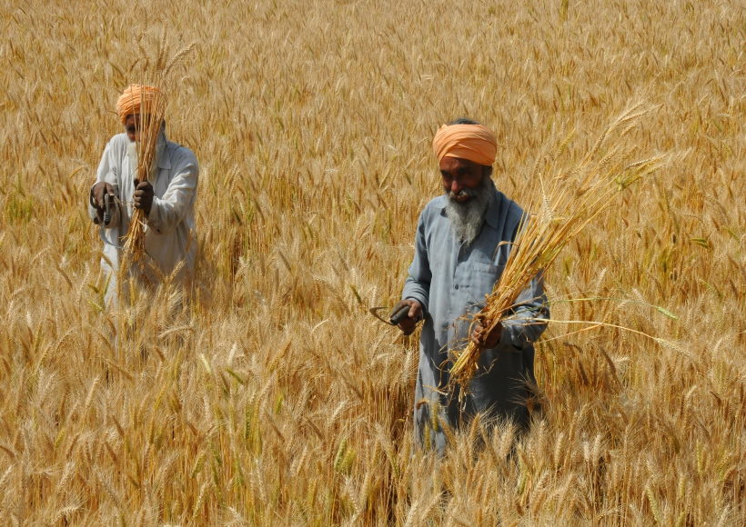 Wheat
