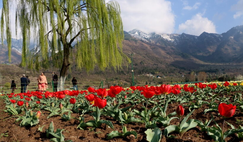 A view of Tulip garden situated on the foothills of of Zabarwan hills in Srinagar