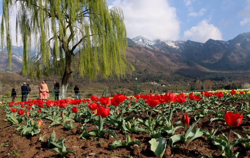 A view of Tulip garden situated on the foothills of of Zabarwan hills in Srinagar