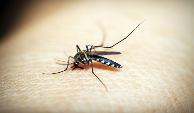 Mosquito.