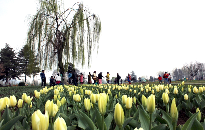 Indira Gandhi Memorial Tulip garden, the largest Tulip garden of Asia was thrown open for public despite very less bloom due to inclement weather at Cheshmashahi in Srinagar