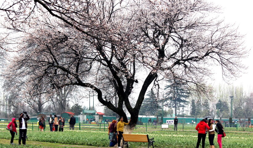 Indira Gandhi Memorial Tulip garden, the largest Tulip garden of Asia was thrown open for public despite very less bloom due to inclement weather at Cheshmashahi in Srinagar