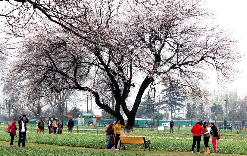 Indira Gandhi Memorial Tulip garden, the largest Tulip garden of Asia was thrown open for public despite very less bloom due to inclement weather at Cheshmashahi in Srinagar
