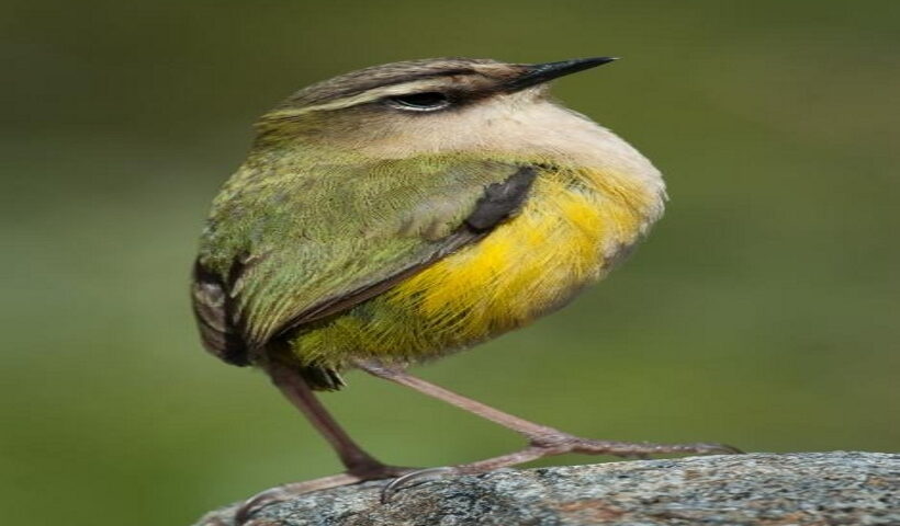New Zealand names Bird of the Year 2022