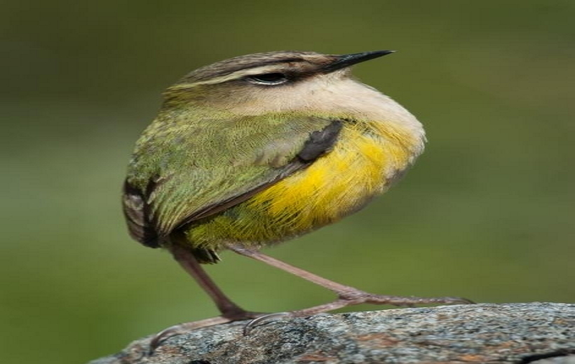 New Zealand names Bird of the Year 2022
