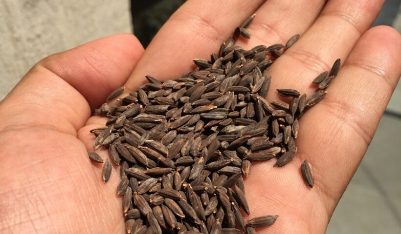 kala namak rice