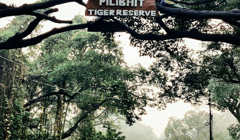 Pilibhit Tiger Reserve.