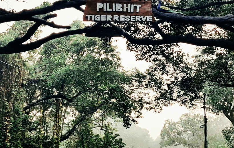 Pilibhit Tiger Reserve.