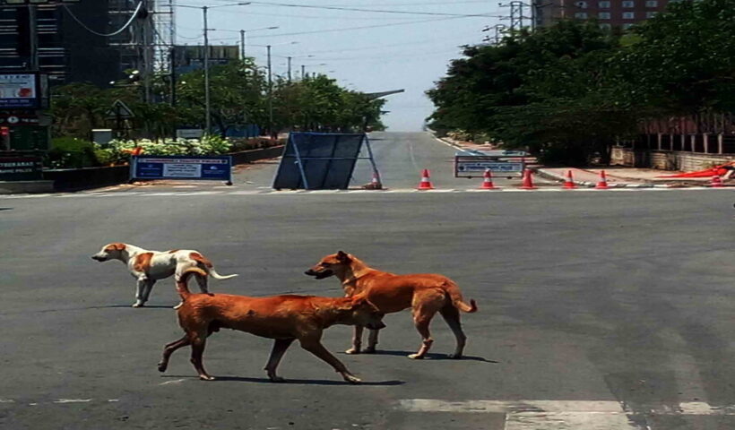 Hyderabad: Stray dogs stroll around a deserted Hyderabad street during the extended nationwide lockdown imposed to mitigate the spread of coronavirus