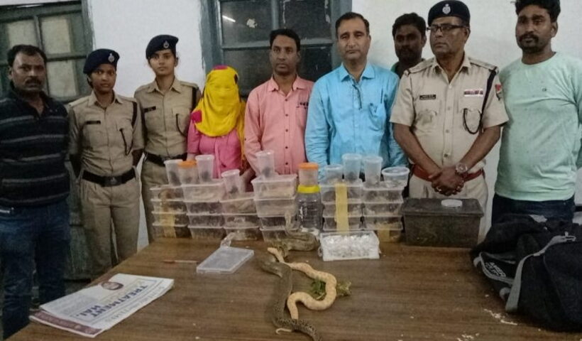 Woman was traveling on a train with 28 pythons, snakes and chameleons worth crores, arrested in Tatanagar.