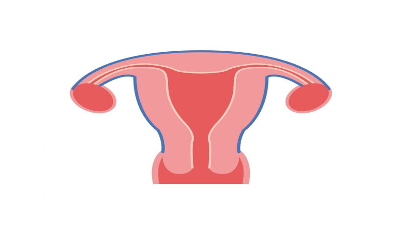 Uterus