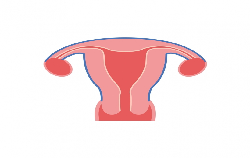 Uterus