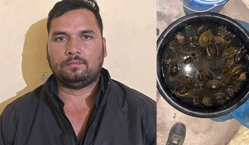 UP STF arrests man with 155 turtles.