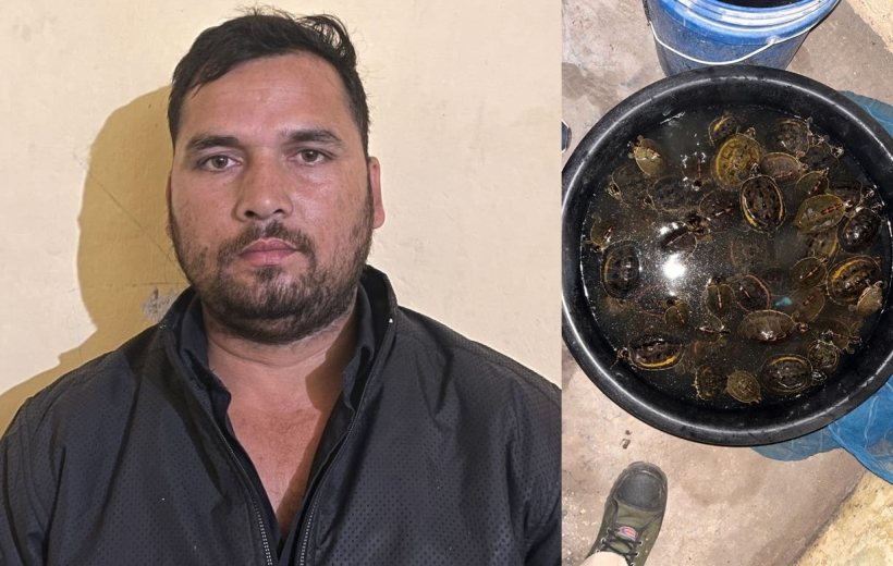 UP STF arrests man with 155 turtles.