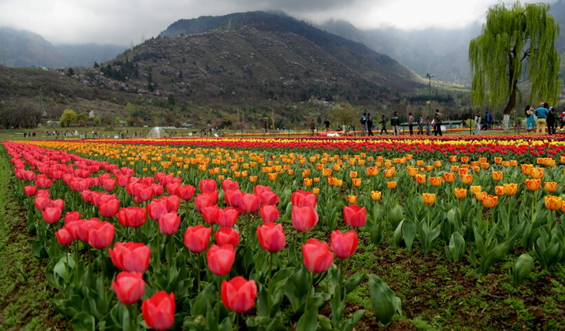 Srinagar: A view of T