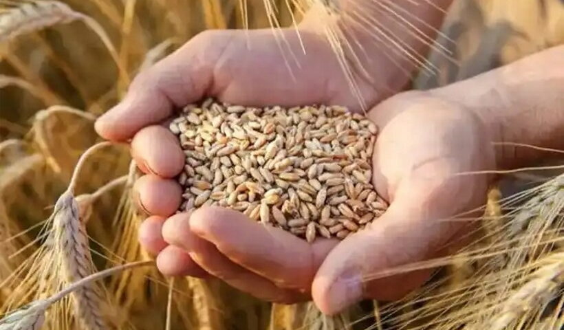 Wheat exporting country Pakistan resorts to imports of grain, Russia comes to the rescue