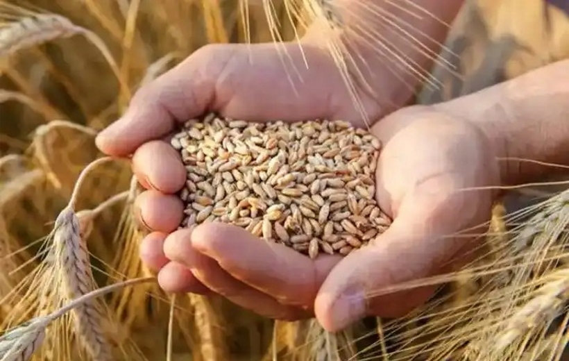 Wheat exporting country Pakistan resorts to imports of grain, Russia