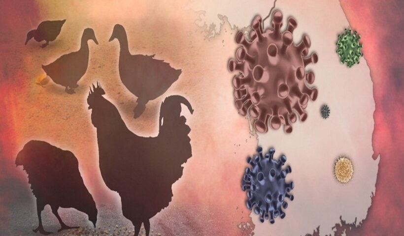 Seoul : S. Korea reports additional case of highly pathogenic bird flu