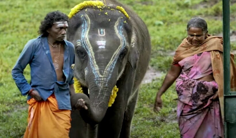 The Elephant Whisperers.