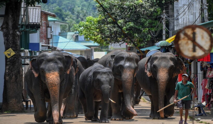 COLOMBO, May 12, 2019 (Xinhua) -- Elephants walk back to Pinnawala Elephant Orphanage