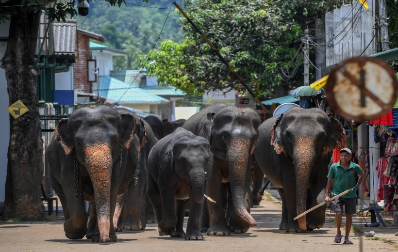 COLOMBO, May 12, 2019 (Xinhua) -- Elephants walk back to Pinnawala Elephant Orphanage