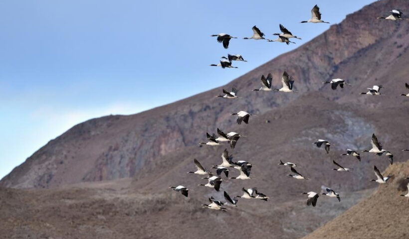 Black-necked cranes fly in Lhunzhub County of Lhasa