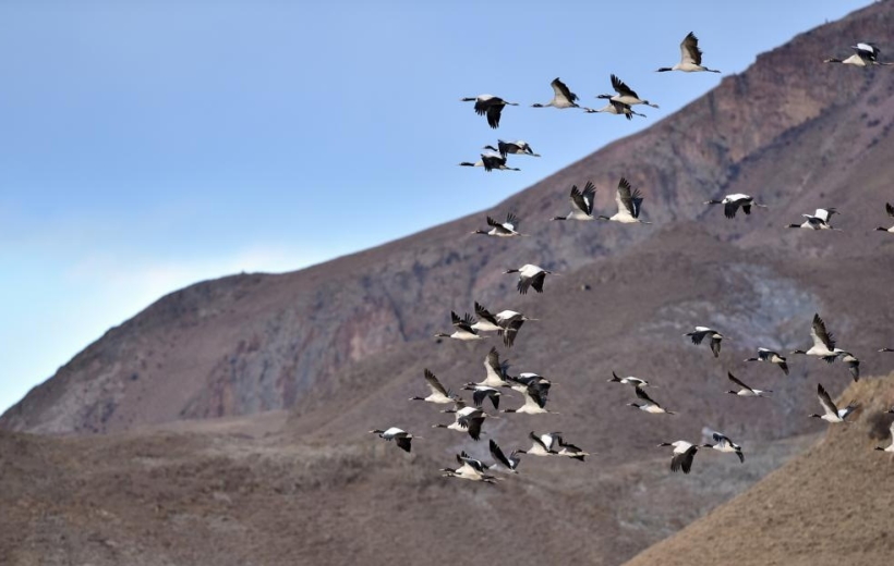 Black-necked cranes fly in Lhunzhub County of Lhasa