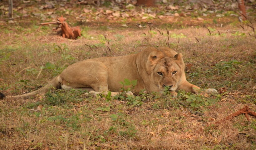 Lioness succumbs to old age in Visakhapatnam rescue centre.