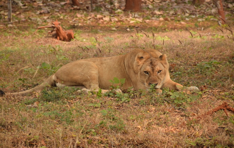 Lioness succumbs to old age in Visakhapatnam rescue centre.