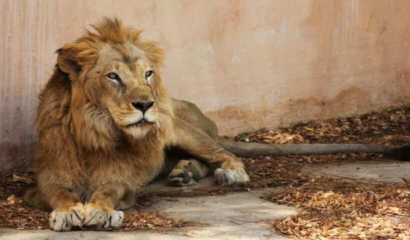 Indian lion.