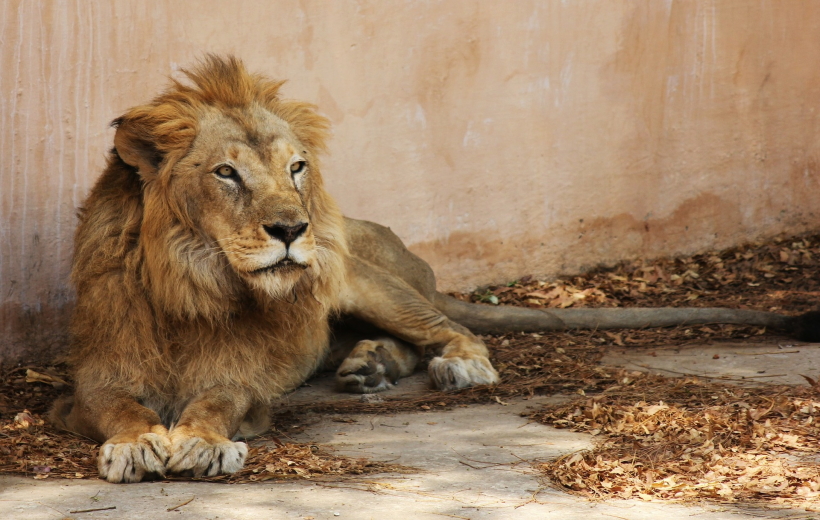 Indian lion.