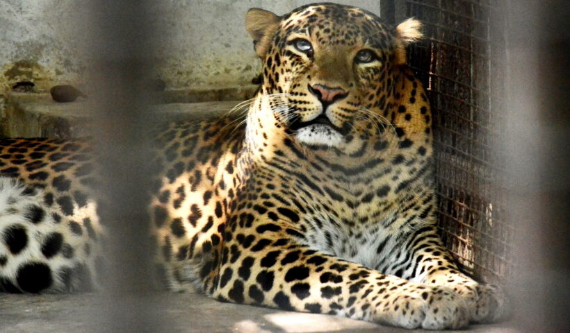 Maharaj Bagh Zoo administration has installed heaters for leopard and other animals