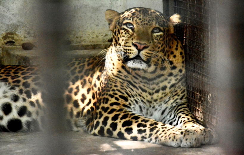 Maharaj Bagh Zoo administration has installed heaters for leopard and other animals