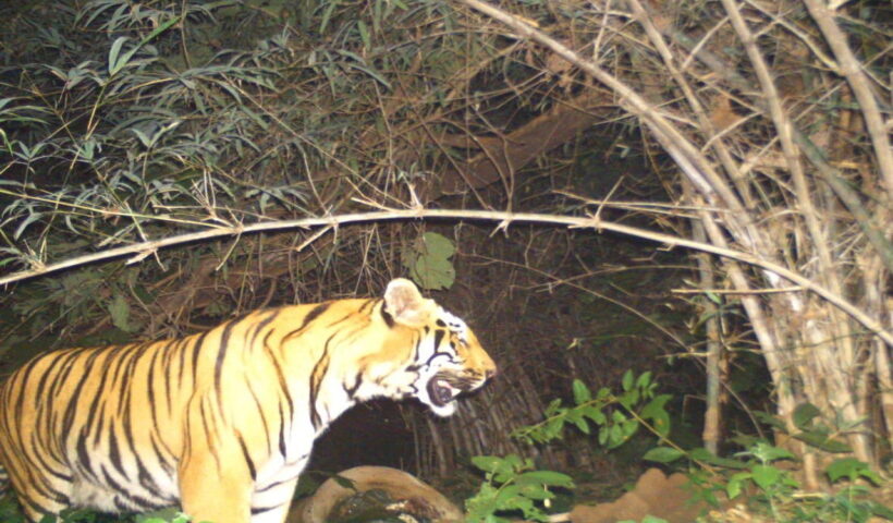 Number of tigers increased in Chhattisgarh's Indravati Tiger Reserve.