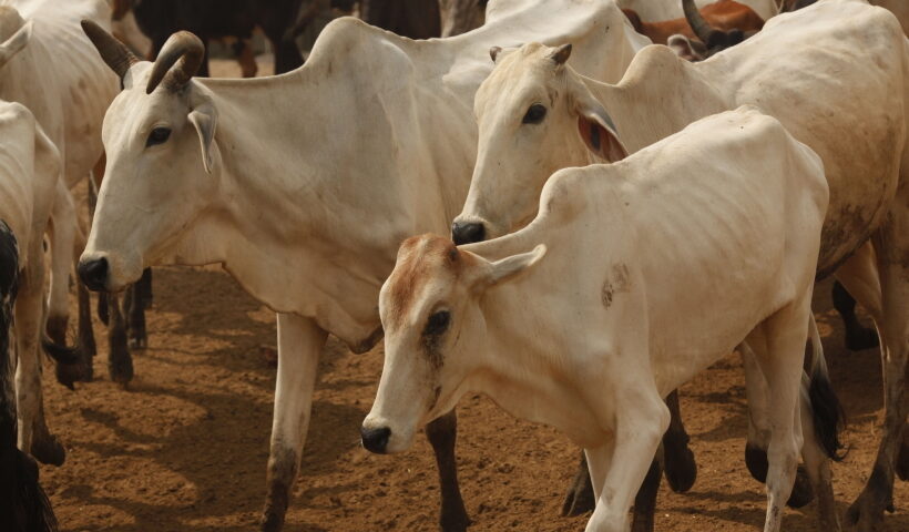 Cows at a cowshed in Mathura.