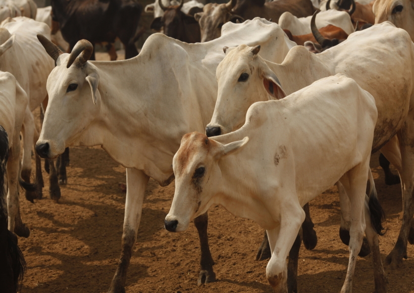 Cows at a cowshed in Mathura.