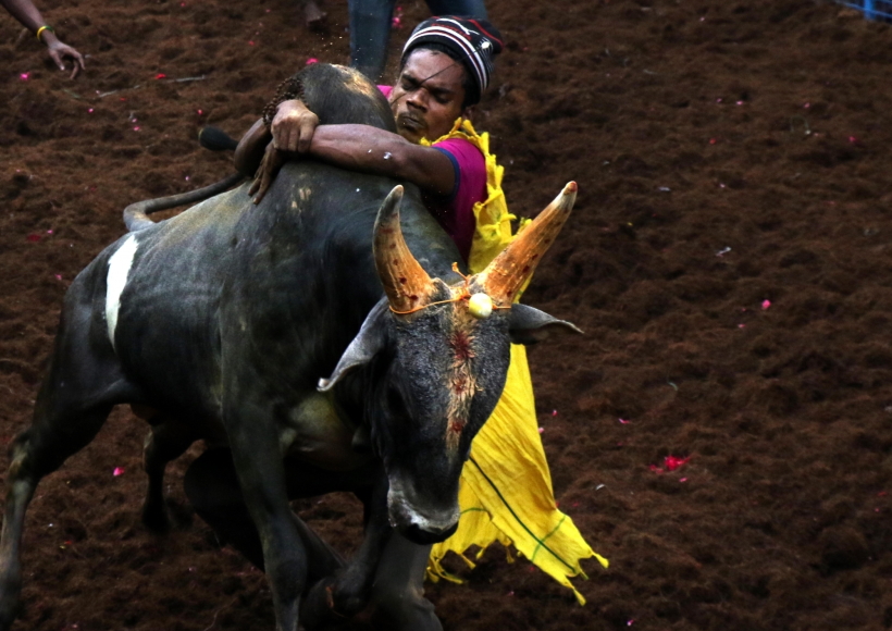 Chennai: Tamil Nadu's traditional bull taming festival, Jallikattu in AvaniyaPuram, Madurai on