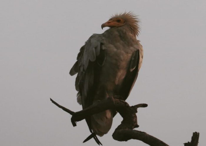 Green activists call for saving vultures from extinction.