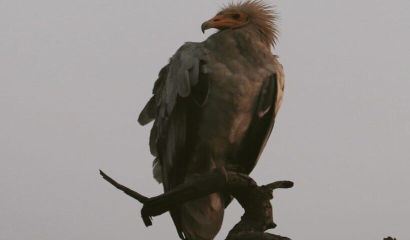 Green activists call for saving vultures from extinction.