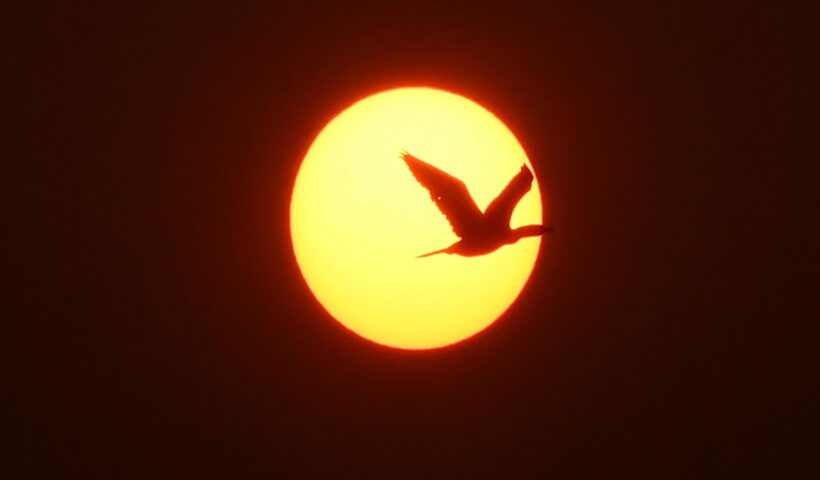 Nagaon : A bird silhouetted against the setting sun on the last day of 2022, in Nagaon District of Assam, Saturday