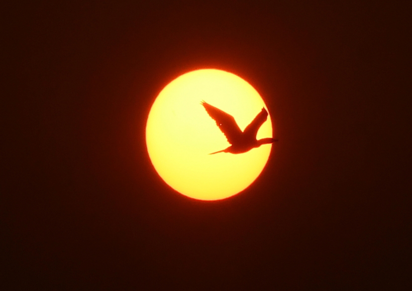 Nagaon : A bird silhouetted against the setting sun on the last day of 2022, in Nagaon District of Assam, Saturday