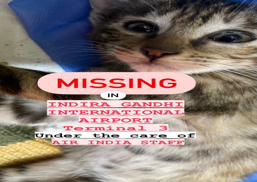 दिल्ली एयरपोर्ट पर यात्री की पालतू बिल्ली लापता, एयर इंडिया पर लापरवाही का आरोप