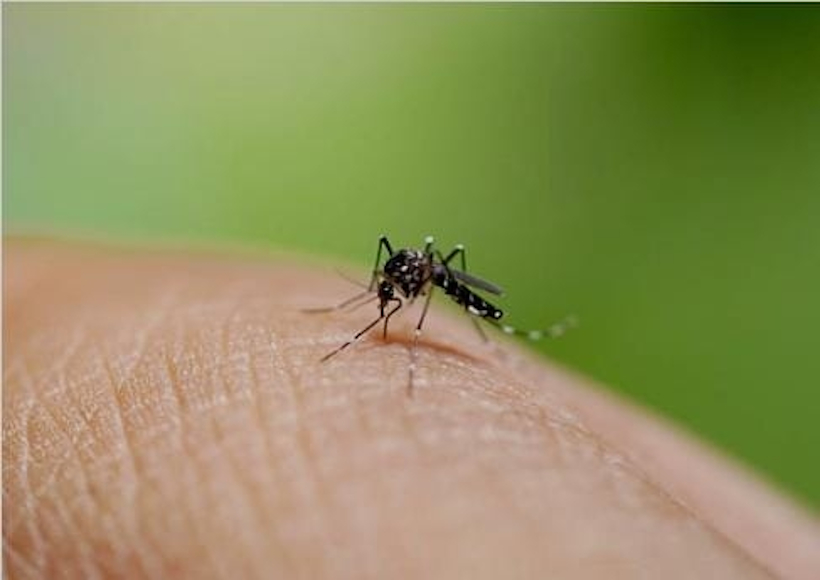 Dengue