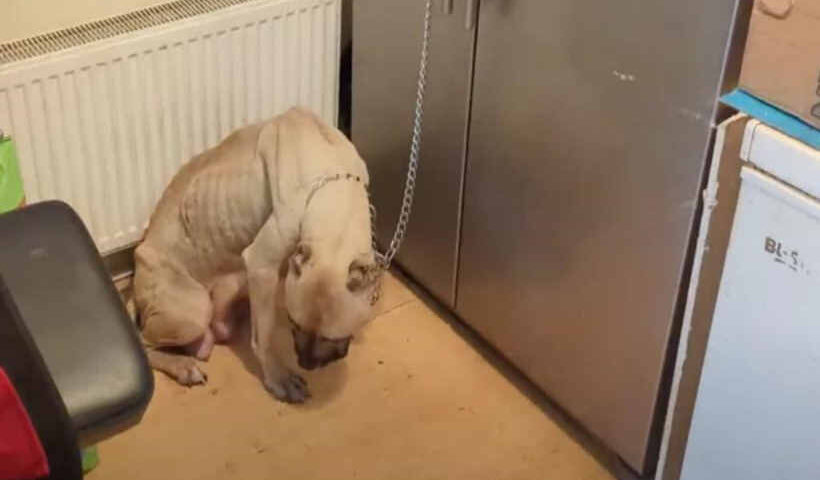 British Indian sentenced for starving,