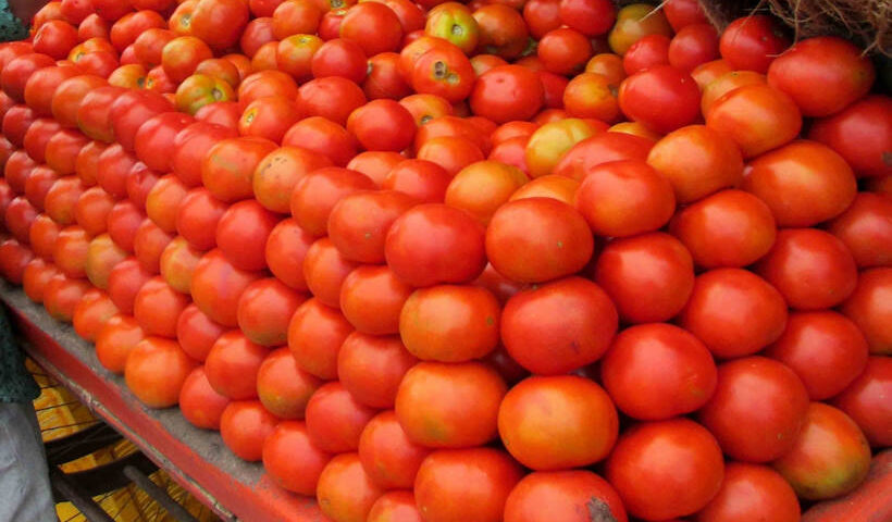 Tomato
