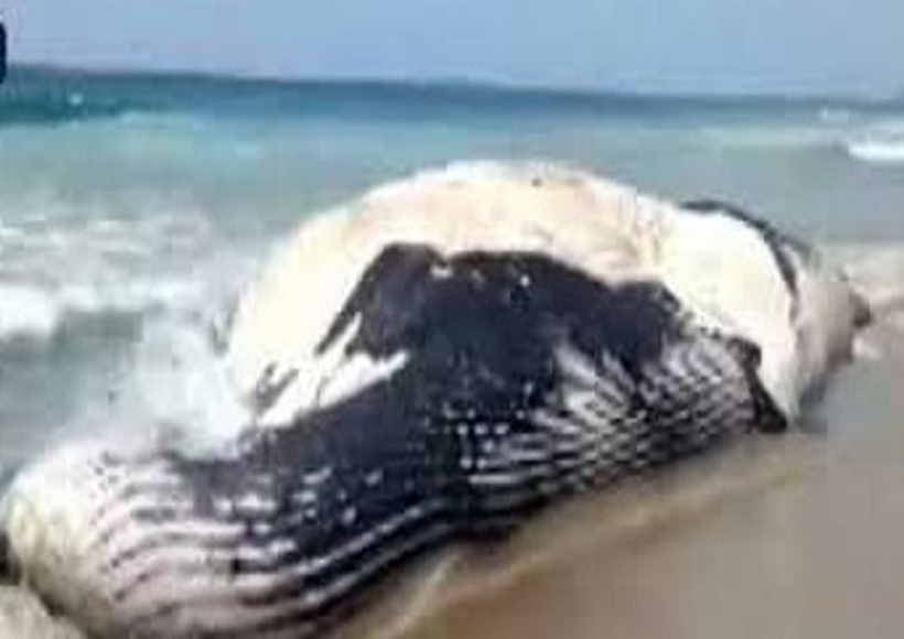 आंध्र प्रदेश में समुद्र किनारे बहकर आई 'ब्लू व्हेल'
