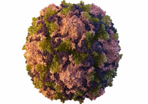 polio virus