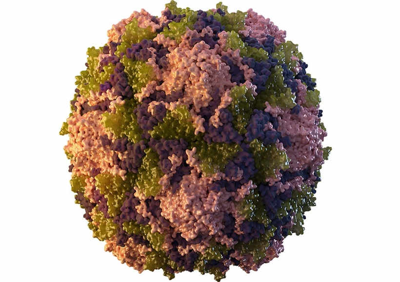 polio virus